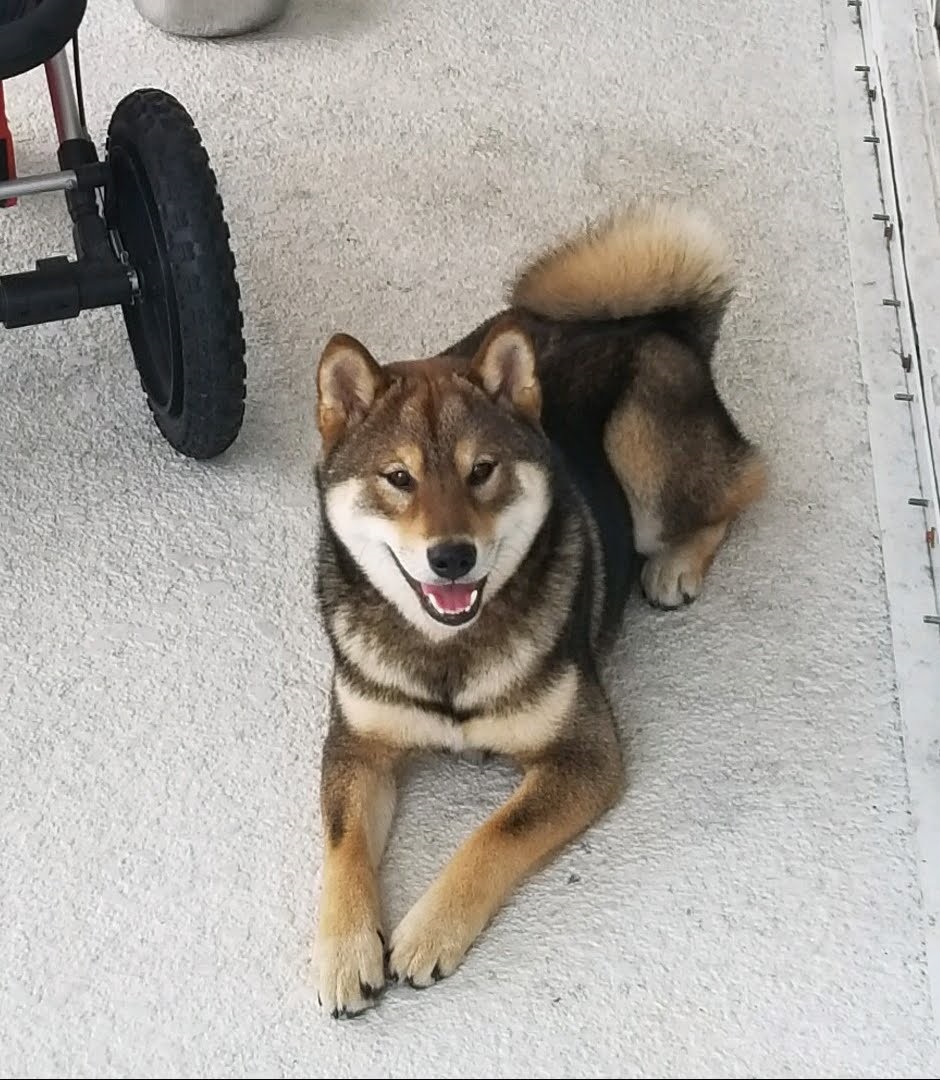 Shiba Inu Puppy Shiba Inu Puppy